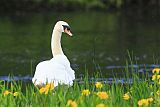 Mute Swan